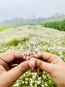 Two hands hold small white and pink flowers in front of a field of flowers