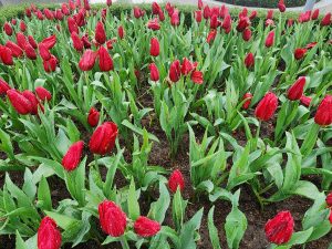 Tulips soaked in the dew.
