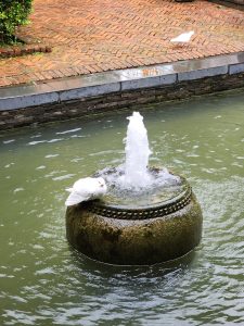 White dove sitting on a fountain.
