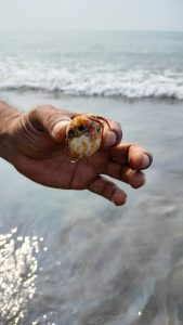 Hand holding a shell with a hermit crab peeking out caught near waves of sea near beach. 