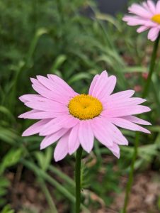 A light pink, circular daisy flower with a yellow center.
