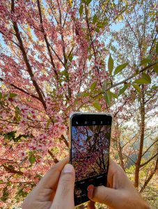 Close-up of a person taking a photo of a blooming cherry blossom tree with a smartphone. The screen of the phone displays the same vibrant pink blossoms that are visible in the background. The scene is bright and sunny, highlighting the beauty of the flowers and the fresh green leaves.