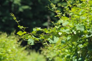 Grapevines reaching toward the sun in a vineyard in central New York.
