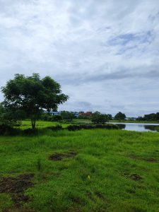 A grassy field with a lone tree and a small pond.