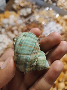 A close-up of a person's hand holding a turbo sea snail featuring textured, spiral seashell with a mix of blue, green, and brown colors.