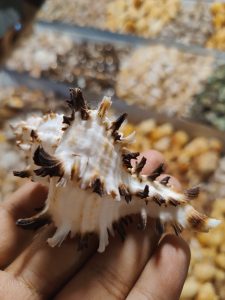 

A close-up of a hand holding a spiky, ornate seashell with a white and brown pattern. 