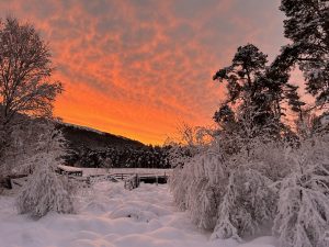 Deep snow at sunrise mountainous vista backdrop with trees, old wooden gate and square metal wire fencing laden with snow. 