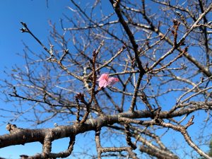  A single pink cherry blossom flower delicately blooms on a tree branch during autumn, showcasing nature's beauty.