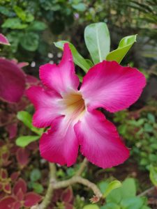 A close-up of a vibrant pink flower with a white and yellow center, surrounded by green leaves and other foliage in the background.