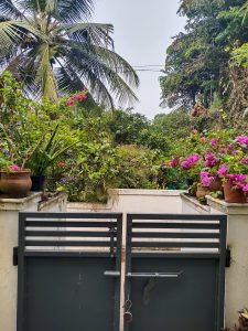 A garden view with lush green plants and colorful flowers in pots on either side of a closed metal gate. In the background, tall palm trees are visible under a clear sky.