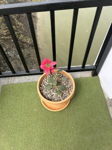 A potted plant with pink flowers and green leaves sits on a green artificial turf surface. 