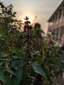 A close-up view of a flowering holy basil plant with elongated green leaves and small, dark flowers. The background features a soft sunset, with the sun partially obscured by the plant, creating a glowing halo effect.
