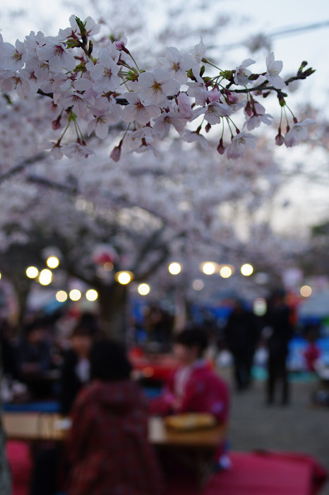 夜桜 ~円山公園~_f0152550_18163163.jpg