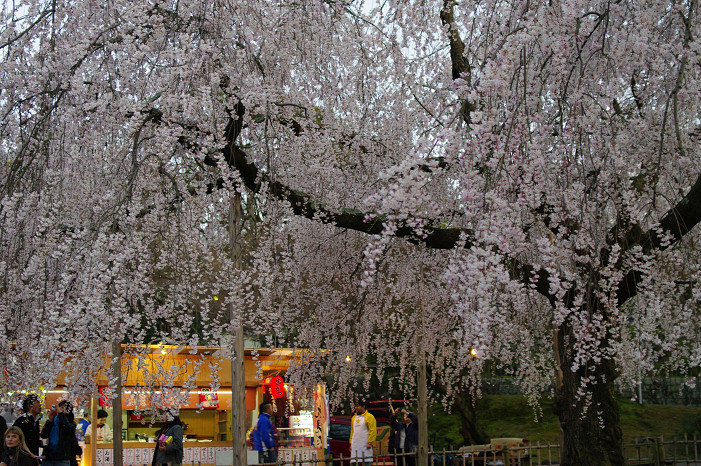 夜桜 ~円山公園~_f0152550_1818888.jpg