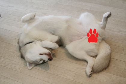 ♪ 窓際のトリッシュちゃん ♪_c0161772_2283645.jpg