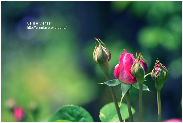 Fate della rosa Ⅰ_f0208350_2184775.jpg