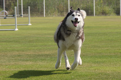 ♪ また行っちゃった ♪_c0161772_22102590.jpg