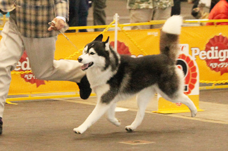 ♪ ユアン FCI中部インターナショナルドッグショー2015 ♪_c0161772_2143042.jpg