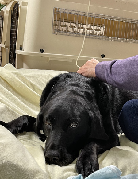 ♪ 天才犬 クロちゃん ♪_c0161772_00290693.jpg