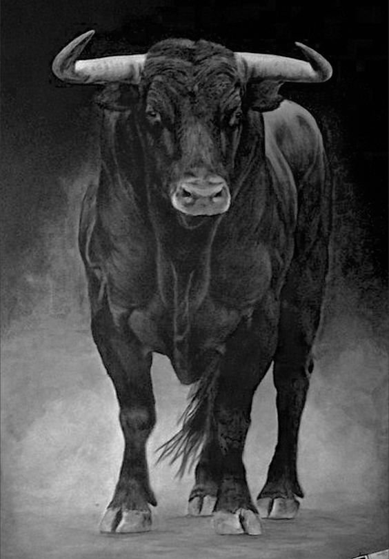 Animal bull Image