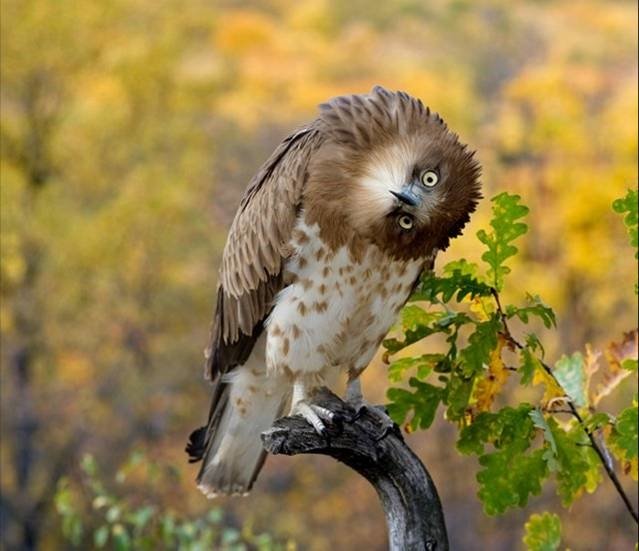 A curious bird tilts its head on a branch, surrounded by vibrant autumn foliage. The majestic animal displays intricate feathers in warm browns and whites.