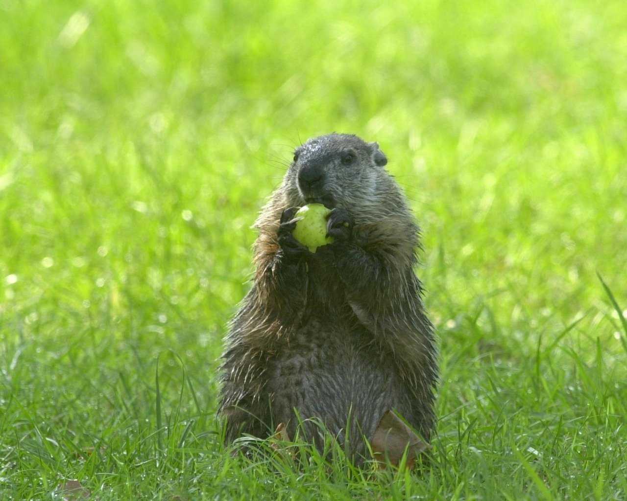Animal groundhog Image
