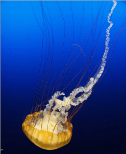 фильтры python pillow