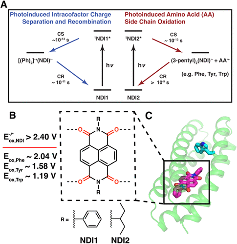 De Novo Design of Proteins That Bind Naphthalenediimides, Powerful Photooxidants with Tunable Photophysical Properties