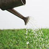 サツマイモの栽培に関する質問です。

サツマイモには鶏糞を使ってはならない、と言われたのですが、なぜですか？ 