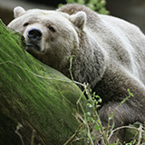 クマの爪の威力はどれくらいですか？