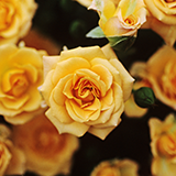 雑草を絶滅させることはできないのですか? 害虫や害獣が問題になることはあっても、雑草が問題になることは少ないように思います。葛などの繁殖力のある草が問題になるくらいでしょうか。花粉症の人の中には杉の木を目の敵にする人がいて、「全ての杉を伐採するべき」などという意見も聞きます。でも花粉症は雑草が原因の場合もあると思います。花粉症の原因となる雑草を絶滅させることができるなら花粉症で苦しむ人を減らせると思います。蚊やゴキブリなどの害虫を絶滅させる以上に雑草の絶滅は難しいと思いますか?