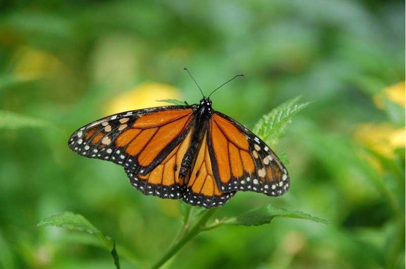 Monarch butterflies