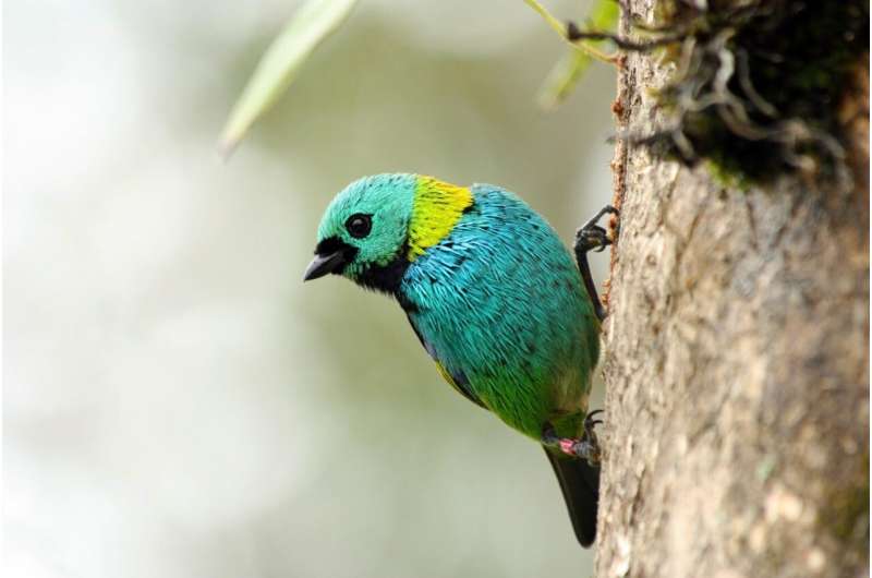 Regrown tropical forests may have short lifespans, says new study