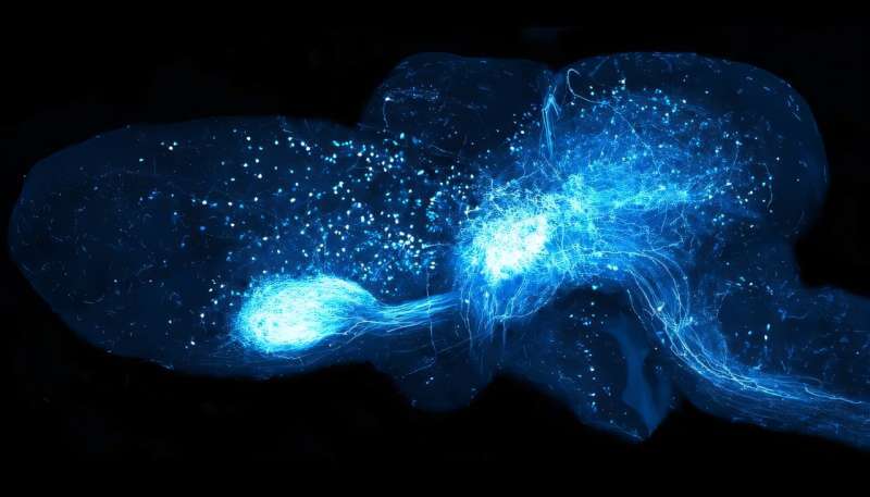 Illuminating brain circuits in the axolotl: Viral vectors enable dynamic brain mapping