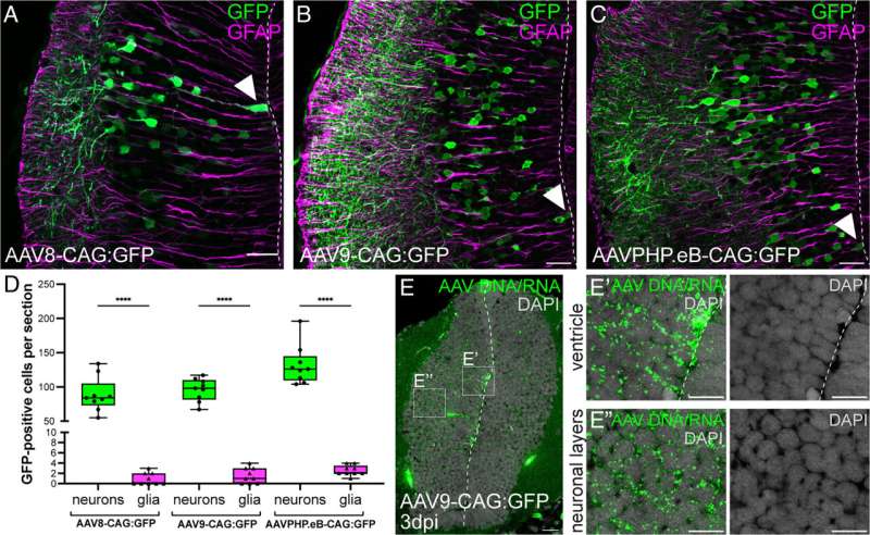 Illuminating brain circuits in the axolotl