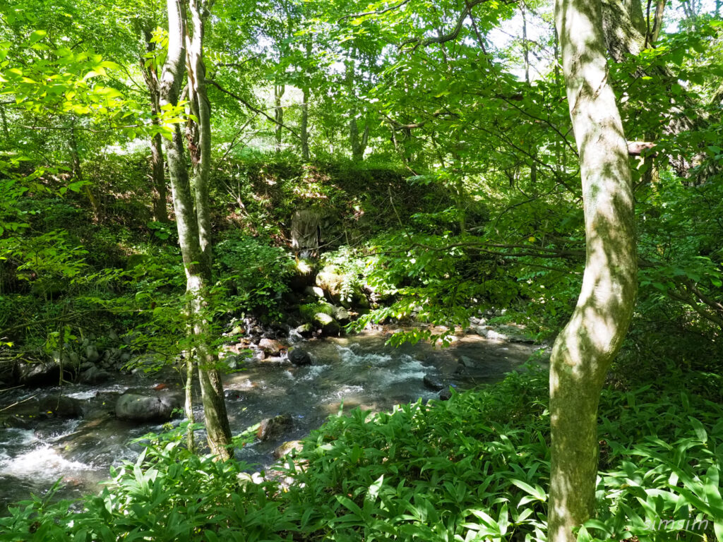 軽井沢野鳥の森