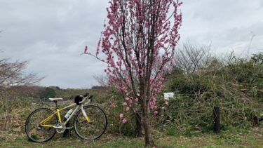 桜ライドと買い物ライド、２台の自転車を楽しむの巻