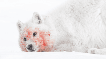 “Red Makeup” is a closeup of an Arctic wolf minutes after his pack devoured three newborn musk ox calves. Photo © Amit Eshel, Israel, Shortlist, Professional competition, Wildlife & Nature, 2025 Sony World Photography Awards