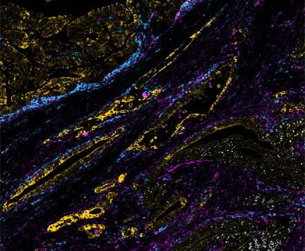 SM Example Image - Fluorescence