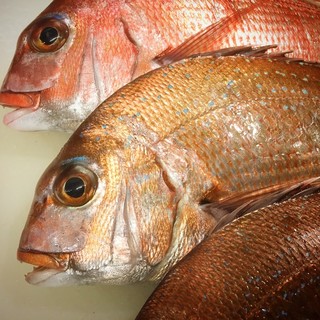 淡路島洲本市由良漁港の魚介