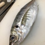 大衆ろばた酒場 呑気や - 新鮮真鯵～お造りで！