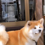 角館そば - 秋田犬にまた会いました^o^