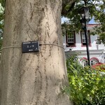 えの木てい - エノキ