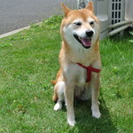 카페 가파오 - 看板犬で～す