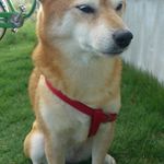 카페 가파오 - 看板犬もぐたちゃん♡