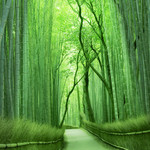 茶寮 八翠 - 嵯峨の竹林からも程近い立地。嵐山観光の際に是非お立ち寄りください。