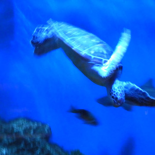 高さ5メートルの大きな水槽！