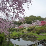 加茂う - 日本昭和村☆桜と花桃が満開で綺麗でした♪