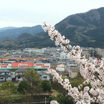 Okuwa Kashiba Ousaka Ten - オークワ香芝逢坂店と桜と二上山(^_^)