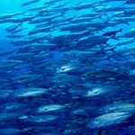 겐카이 사카나도코로 슌푸우